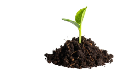 Small green sprout emerging from dark soil against a black backdrop symbolizes new life and growth in agriculture and environmental conservation on transparent background