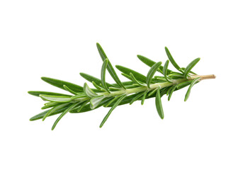 Fototapeta premium A fresh vibrant emerald green rosemary sprig, needle-like leaves, woody stem, on transparent background, copy space, soft light, concept of freshness and culinary readiness.