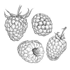 Set of vector drawings of Raspberries. Berries, flowers, leaves. Engraving style illustration. Farm harvest isolated on white background.