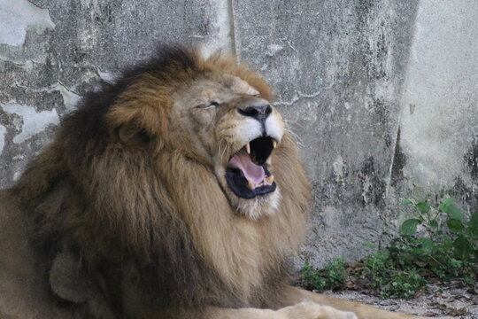 "Lazy Majesty: An African Lion's Yawn"