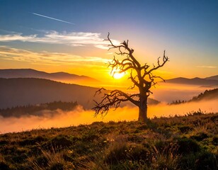 Sunrise bathes an old, gnarled tree on a mountaintop, with hazy layers and golden hues