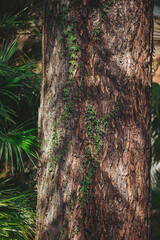 Tall tree trunk surrounded by lush green plants with climbing vines in a sunny natural setting