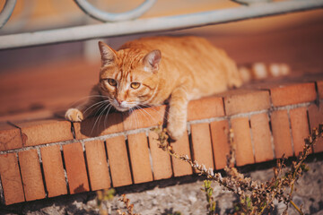 Orange cat lounging on a warm brick surface in a sunny outdoor setting during the afternoon hours