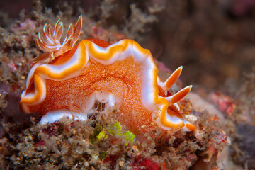 Brown margin glossodoris nudibranch crawling on coral reef in Lembeh Indonesia