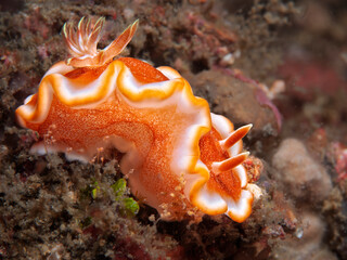 Brown Margin Glossodoris Nudibranch Crawling Over Sandy Lembeh Seafloor