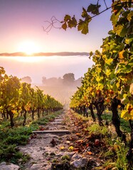 Sunrise illuminates rows of grape vines in an autumn vineyard, fog in the distance