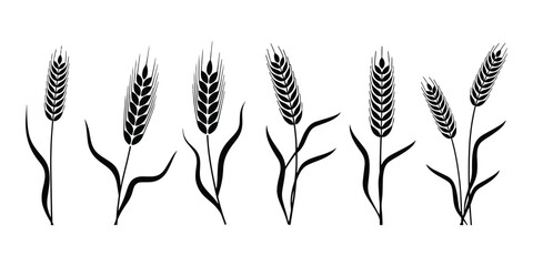 Elegant hand drawn simple wheat flowers illustration in a minimalist style perfect for rustic agricultural themes and naturalistic designs