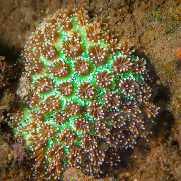 Close up of Galaxea hard coral polyps on a reef in Lembeh Indonesia