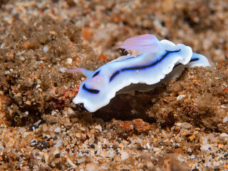 Loch's chromodoris nudibranch crawling on sandy seafloor in Lembeh, Indonesia