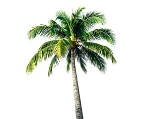Obraz premium Tall, isolated palm tree with green fronds on a white background