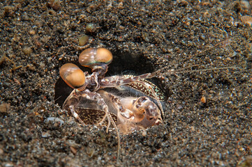 Tiger mantis shrimp emerging from sandy burrow in Lembeh Indonesia
