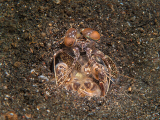 Tiger mantis shrimp emerging from sandy burrow in Lembeh Strait Indonesia