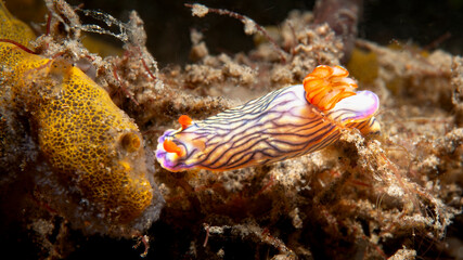 Colorful Hypselodoris Nudibranch Crawling on Lembeh Seafloor in Indonesia