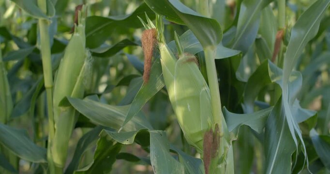 Close-up of corn cobs showing abnormal secondary growth caused by environmental or genetic factors.Detailed view of corn cobs with irregular growth patterns, showing deformities during development.