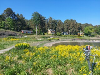 Scenic Norwegian Landscape with Yellow Flowers and Traditional Houses