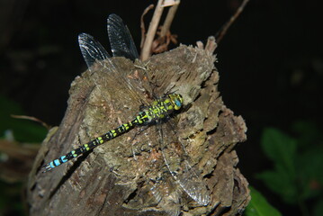 Dragonfly on a branch, Aeshna mixta