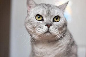 Cat, Portrait, Eyes - Close-up portrait of a grey tabby cat with piercing yellow eyes.