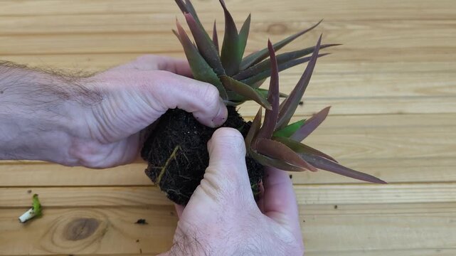 Dividing aloe pups from mother plant - repotting and propagation