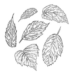 Raspberry leaves sketch outline illustration. Simple doodle drawing in engraving style.