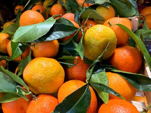 Italian tangerines ripe tasty fruits.