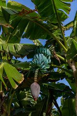 Growing Bunch of Blue Java Bananas on Tree