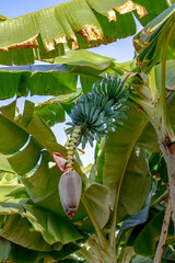 Growing Bunch of Blue Java Bananas on Tree