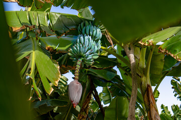 Growing Bunch of Blue Java Bananas on Tree