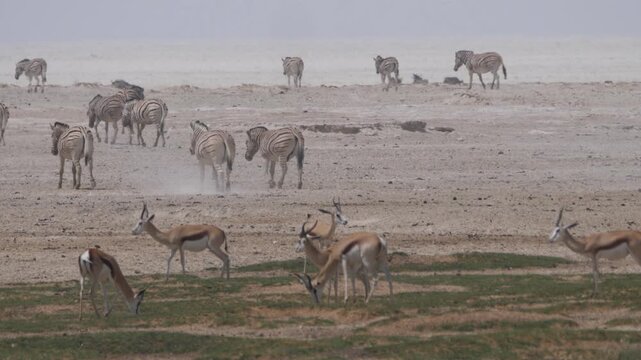 Zebras and springboks, gathered together in a dry, open landscape at Etosha National Park in Namibia. 