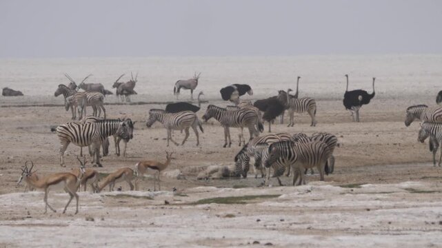 Zebras, ostriches and springboks, gathered together in a dry, open landscape at Etosha National Park in Namibia. 