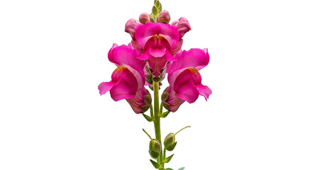 Fototapeta premium Vibrant pink snapdragon flower against a stark black background