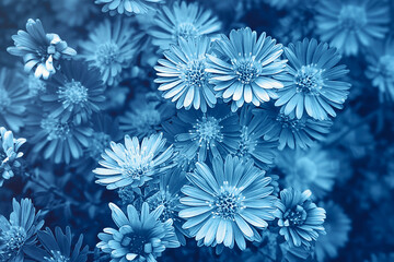 Aster dumosus 'Kassel' Asteraceae family, Close-up, selective focus. Beautiful natural background.