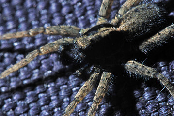 spider on a blue background