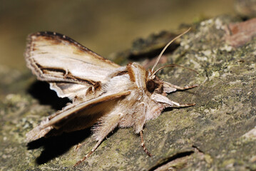 Moth on a tree, emerged from the puppa 