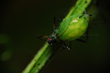 Naklejka premium Green aphidoidea, close-up view
