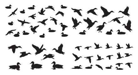 Fototapeta premium A comprehensive graphic collection showcasing diverse duck silhouettes, depicting various waterfowl poses including flight, graceful swimming, and tranquil resting states, ideal for minimalist design 