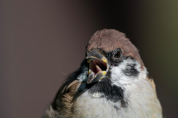 口を大きく開けるスズメ, 身近な野鳥のスズメの顔