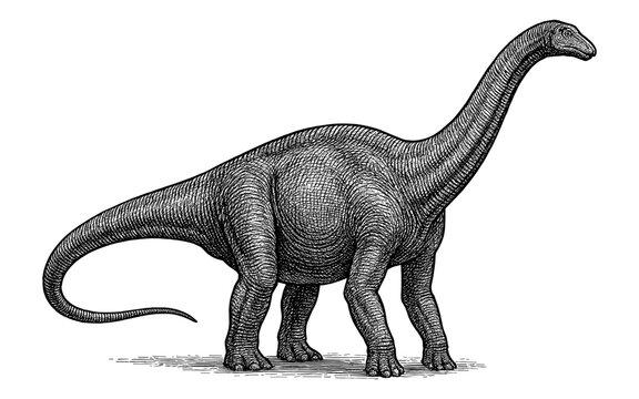 Detailed engraving of a diplodocus dinosaur in black and white