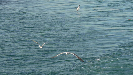 Seagulls Feeding Ocean Fish Wildlife Aerial Hunting Scene