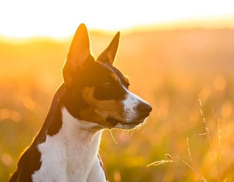 Dog's profile at golden hour with tall grass in background