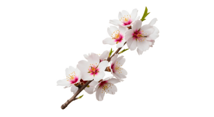 Beautiful blooming almond tree branch with delicate pink and white flowers.