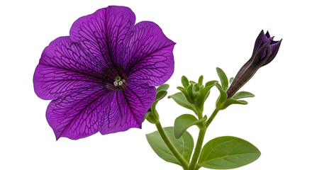 Vibrant purple petunia flower with bud and green leaves on black background