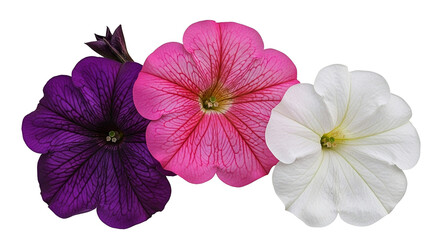 Three colorful petunia flowers in purple pink and white on a black background