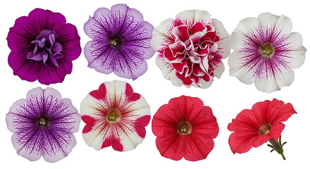 Collection of vibrant petunia flowers in various colors and patterns