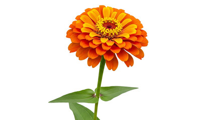 Vibrant orange zinnia flower with green stem and leaves on black background
