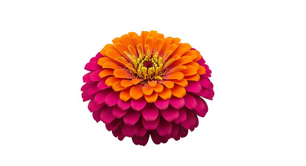 Vibrant zinnia flower with orange and pink petals on black background