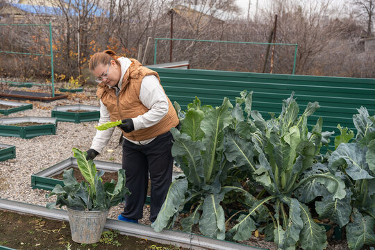English title: Woman harvesting broccoli leaves in a chilly autumn garden, wearing black gloves and a brown vest, carefully gathering green leafy vegetables to prepare healthy homegrown produce