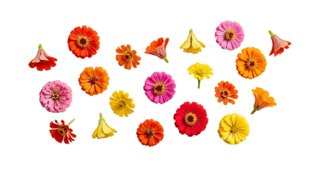 Vibrant assortment of zinnia flowers on a black background