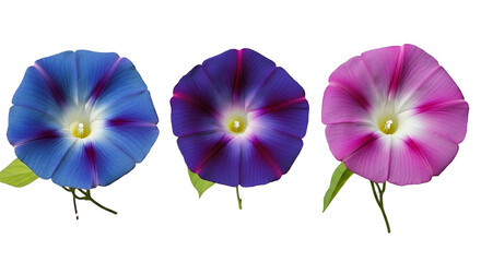 Three vibrant morning glory flowers in blue purple and pink against black background