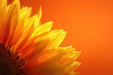 Close Up Of Bright Yellow Sunflower Petals Against A Solid Orange Background Illuminating Elegant Floral Presentation