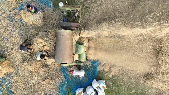 Drone Shot of Farmers Feeding Rice Bundles Into Threshing Machine